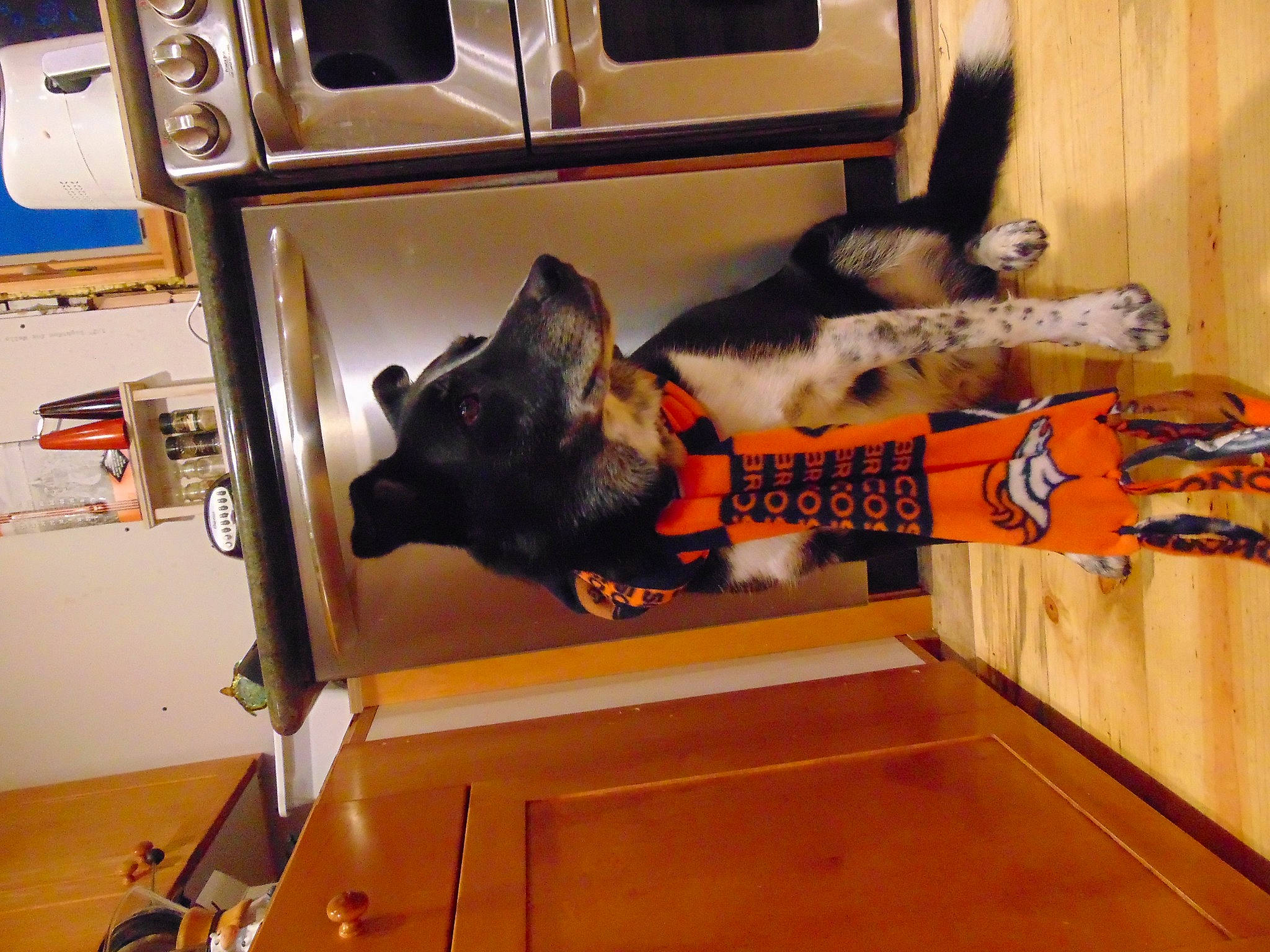 Scout joined the competition — help win amazing prizes! canidae, carnivore, cat, domestic_short_haired_cat, felidae, flooring, fur, hardwood, heat, home_appliance, kitchen_appliance, machine, major_appliance, room, small_to_medium_sized_cats, sporting_group, tail, vehicle, wood, wood_burning_stove