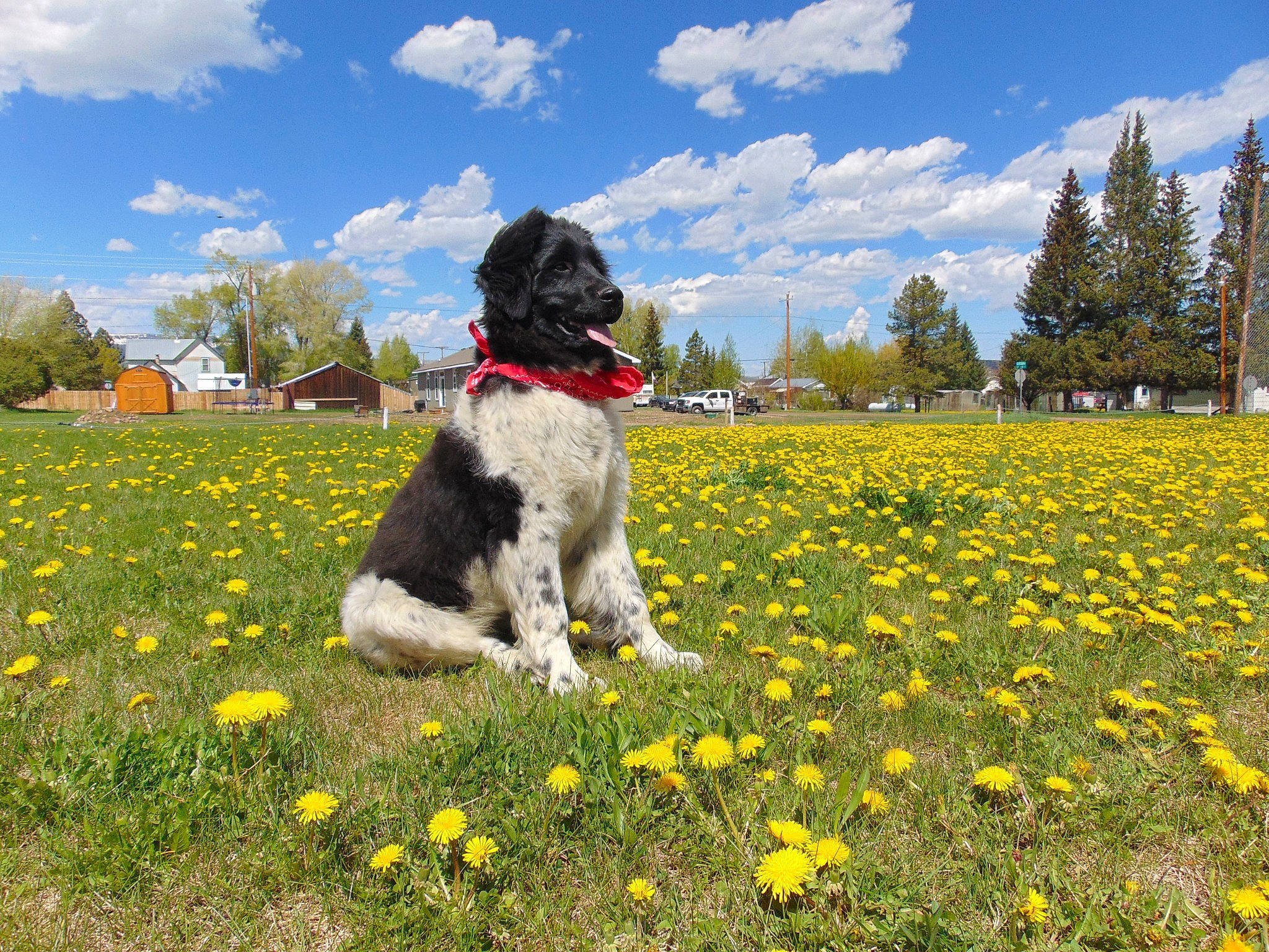 Pepper joined the competition — help win amazing prizes! carnivore, cloud, companion_dog, corn_on_the_cob, dog, dog_breed, field, flower, grass, grassland, green, lawn, meadow, people_in_nature, plant, sky, sporting_group, toy_dog, tree, water_dog