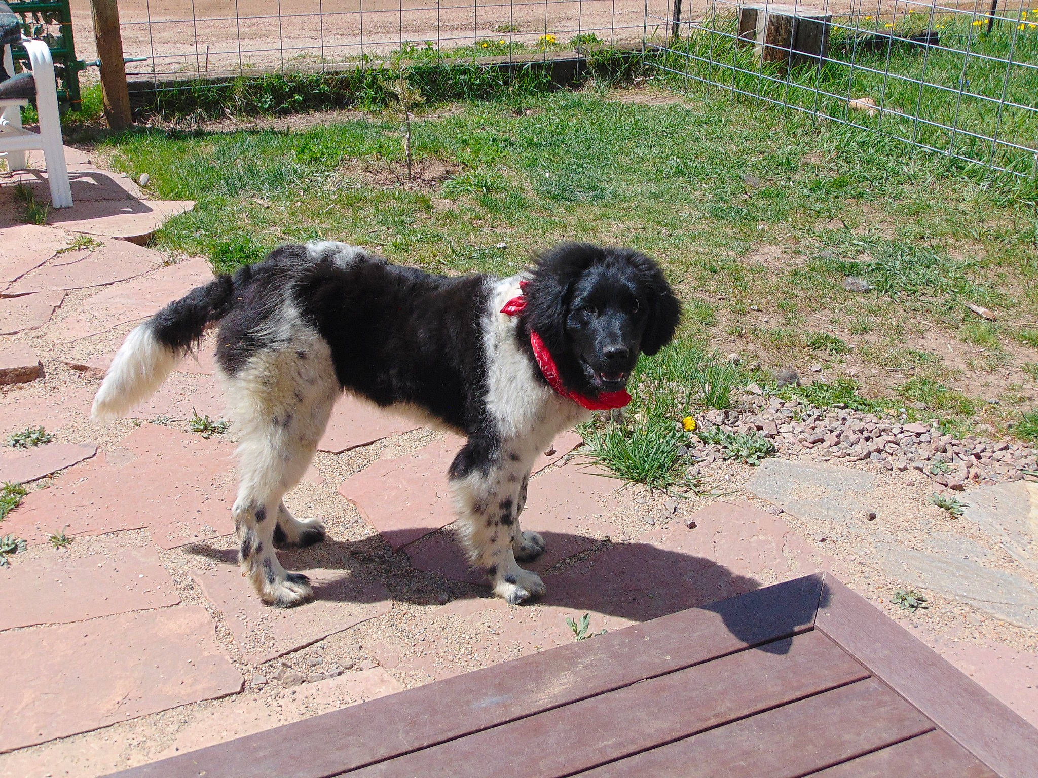 Pepper joined the competition — help win amazing prizes! canidae, carnivore, chair, collar, companion_dog, dog, dog_breed, dog_collar, fence, fur, grass, gun_dog, herding_dog, plant, sporting_group, tail, water_dog, working_animal, working_dog