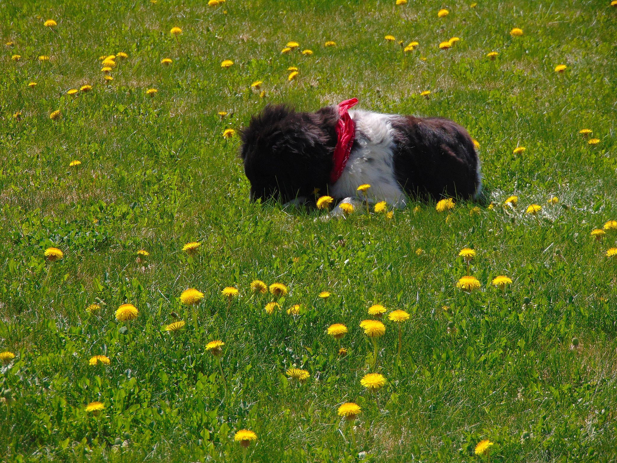 Pepper is registered to the contest to win money with this photo: carnivore, companion_dog, dog, dog_breed, field, flower, flowering_plant, grass, grassland, groundcover, herbaceous_plant, lawn, meadow, natural_landscape, pasture, people_in_nature, petal, plant, prairie, tail