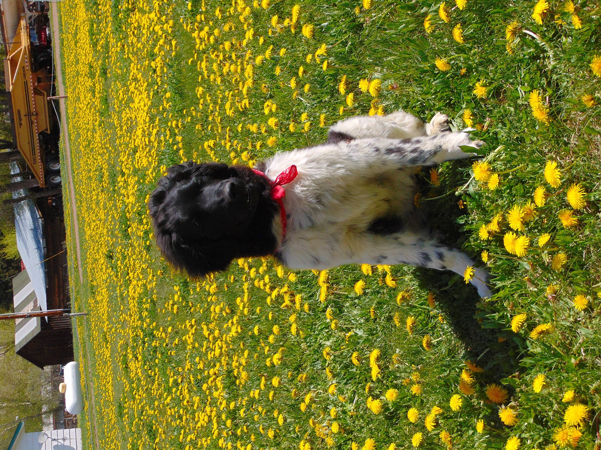 Pepper is registered to the contest to win money with this photo: agriculture, carnivore, companion_dog, dog, dog_breed, fawn, field, flower, flowering_plant, grass, green, happy, people_in_nature, petal, plant, sporting_group, spring, tail, vertebrate, yellow