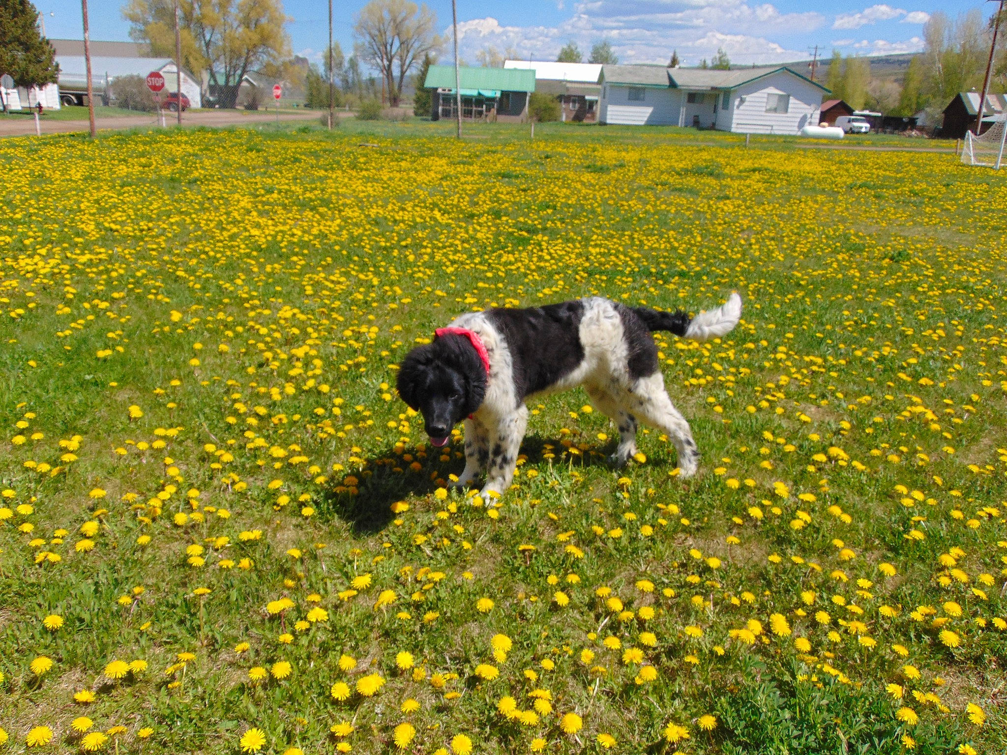 Pepper is registered to the contest to win money with this photo: agriculture, building, carnivore, cloud, companion_dog, dog, dog_breed, field, flower, flowering_plant, grass, grassland, groundcover, meadow, people_in_nature, plant, sky, sporting_group, spring, tree