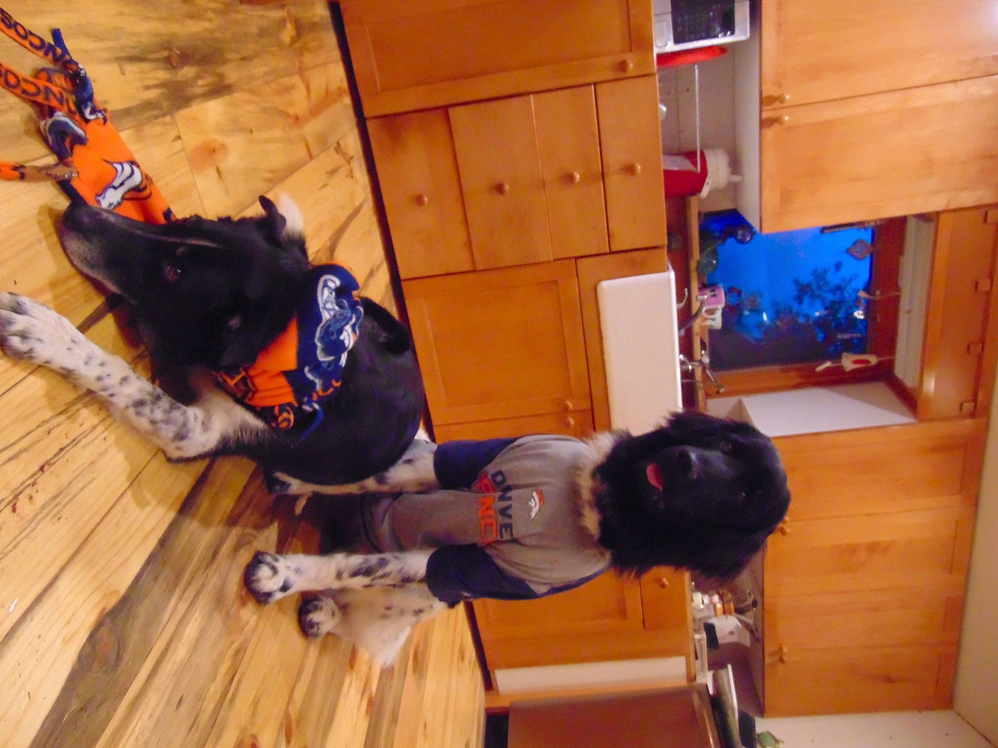 Scout And Pepper joined the competition — help win amazing prizes! backpack, cabinetry, cupboard, drawer, flooring, fun, hardwood, hat, knee, laminate_flooring, leisure, luggage_and_bags, outdoor_shoe, room, sportswear, t_shirt, varnish, wood, wood_flooring, wood_stain