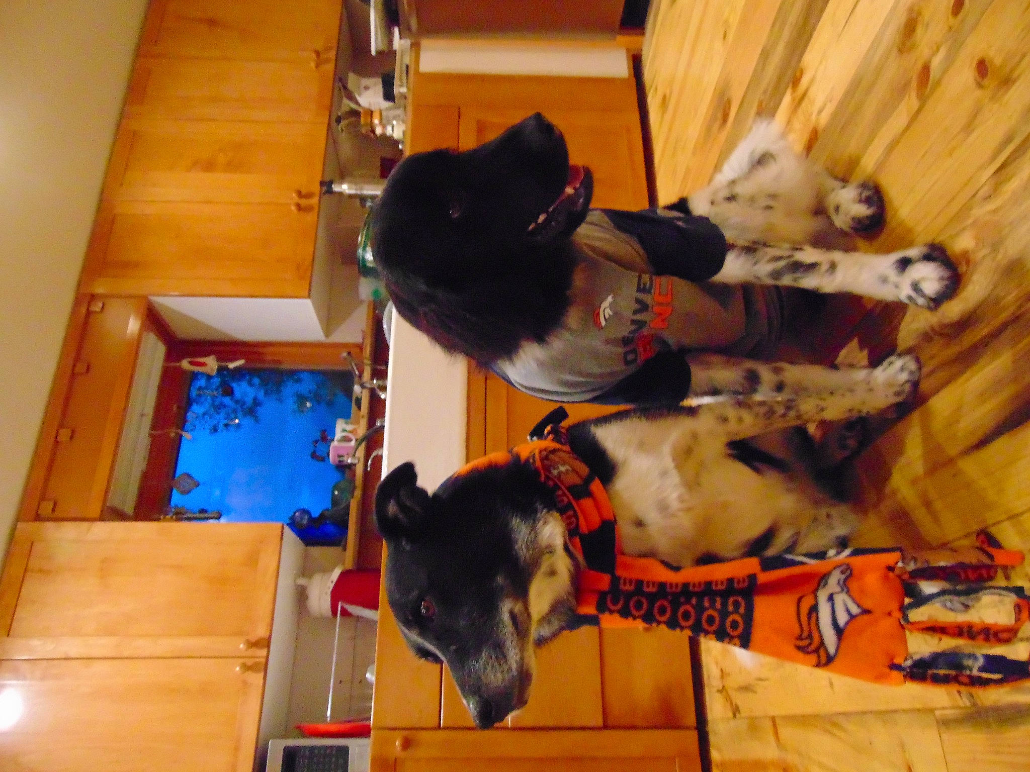 Scout And Pepper joined the competition — help win amazing prizes! carnivore, comfort, companion_dog, dog, dog_breed, dog_supply, flooring, fun, fur, guard_dog, hardwood, room, sporting_group, wood, working_animal