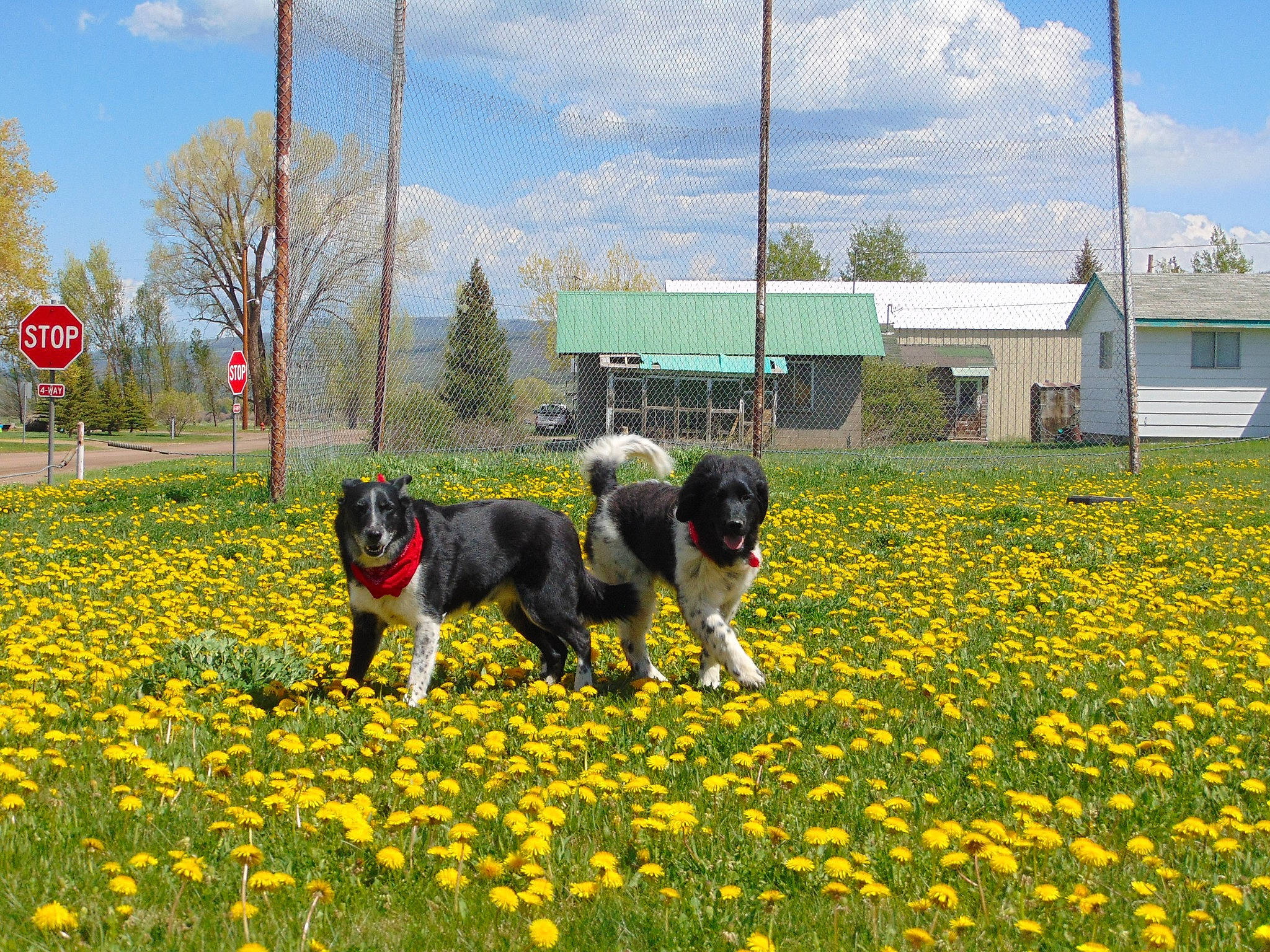 Scout And Pepper joined the competition — help win amazing prizes! agriculture, building, carnivore, cloud, dog, flower, grass, grassland, groundcover, land_lot, landscape, meadow, natural_landscape, people_in_nature, plant, rural_area, sky, tree, window, working_animal