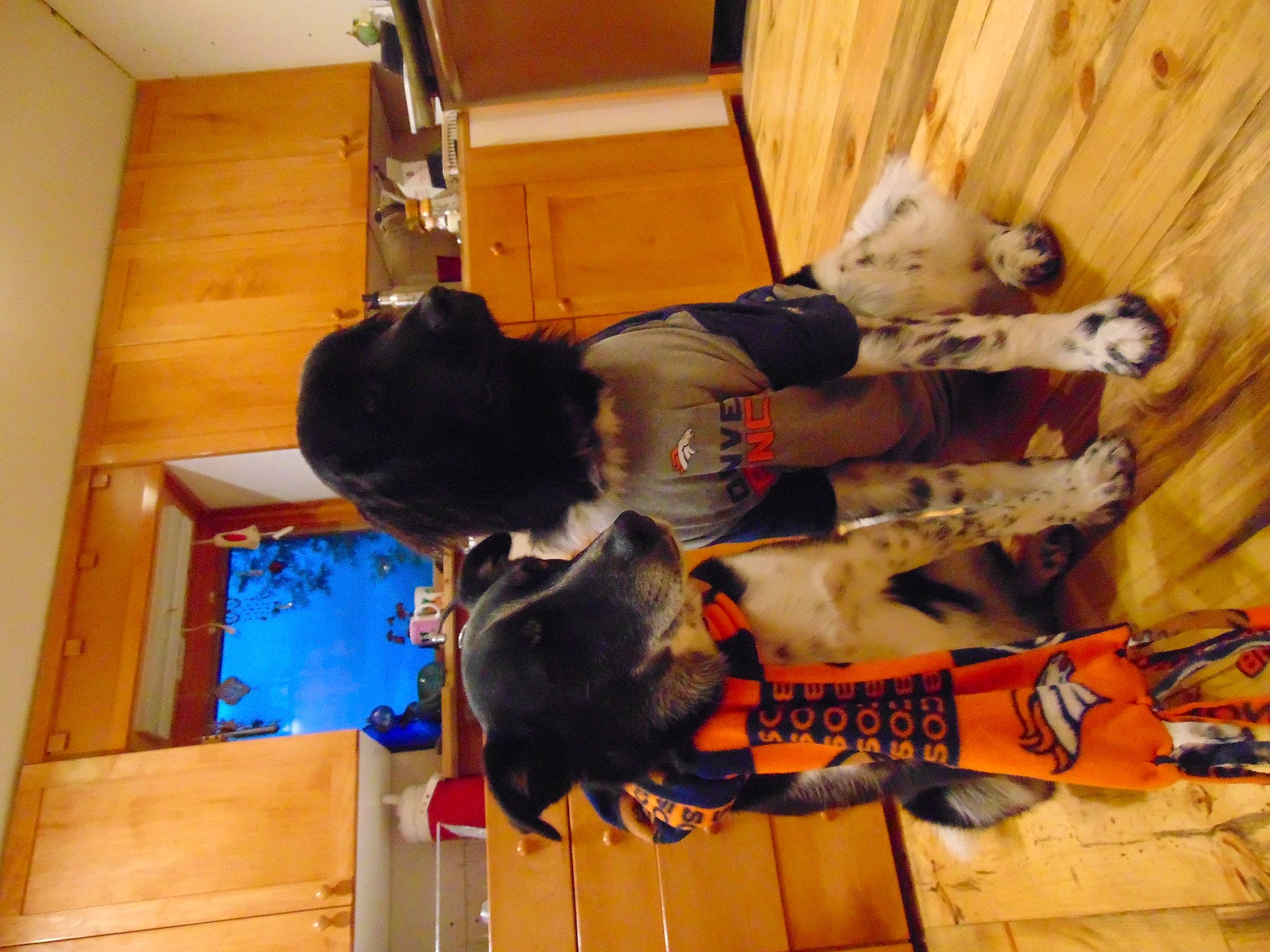 Scout And Pepper is registered to the contest to win money with this photo: adventure, art, dog, flooring, fun, fur, hardwood, recreation, room, sporting_group, visual_arts, wood, wood_stain