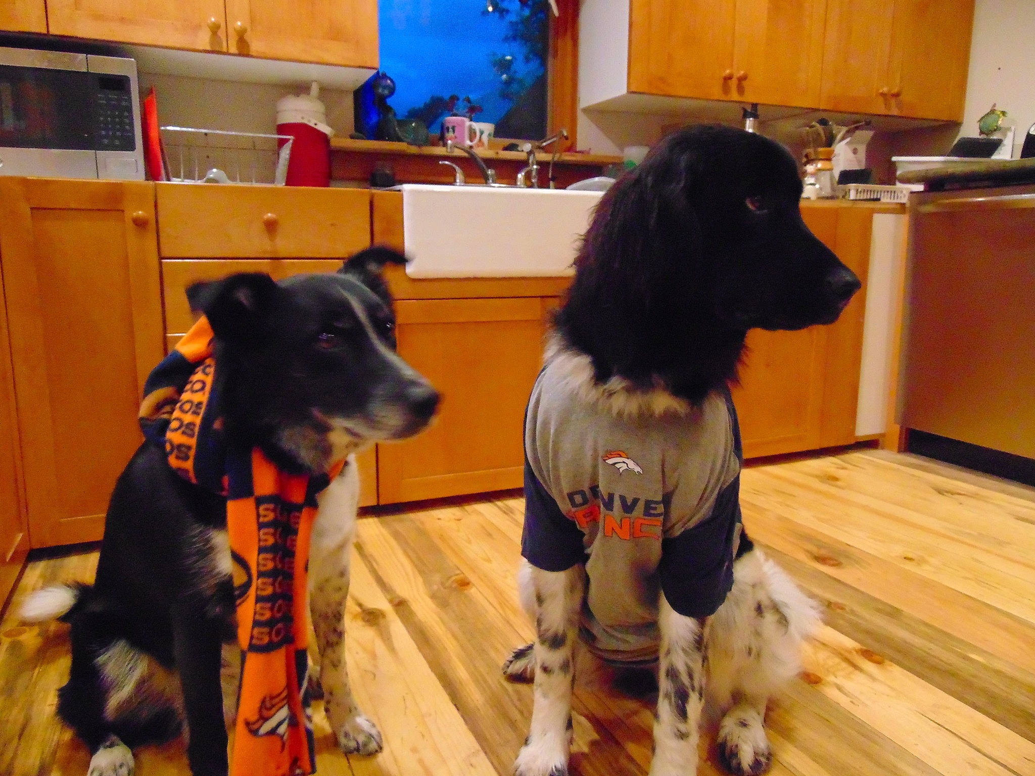 Scout And Pepper joined the competition — help win amazing prizes! cabinetry, canidae, carnivore, collar, companion_dog, cupboard, dog, dog_breed, dog_supply, fawn, flooring, fur, hardwood, pet_supply, refrigerator, snout, sporting_group, vertebrate, wood, working_animal