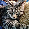 cat, tabby, sleeping, paw, closeup, indoor, cushion, texture, furniture, blanket, resting, pet, whiskers, ears, nose, fur, peaceful, domestic, animal, home