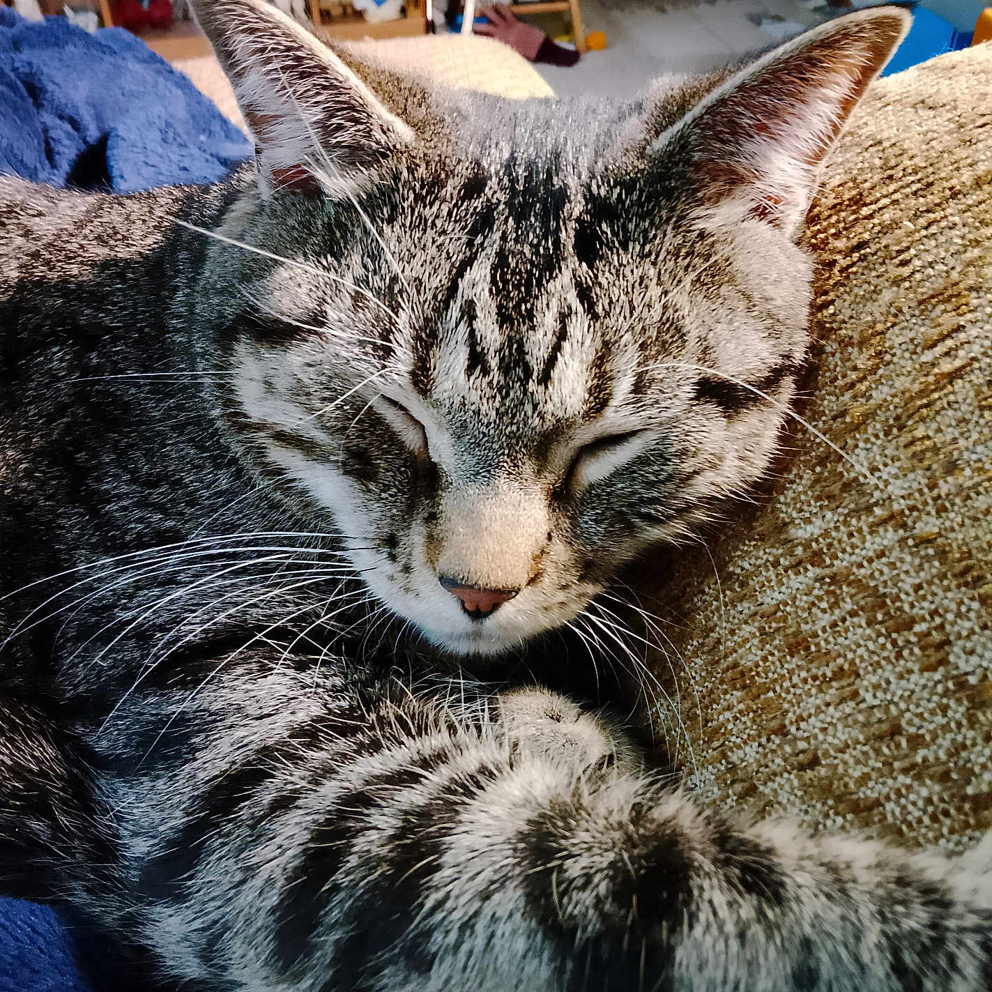Tommy is registered to the contest to win money with this photo: cat, tabby, sleeping, paw, closeup, indoor, cushion, texture, furniture, blanket, resting, pet, whiskers, ears, nose, fur, peaceful, domestic, animal, home
