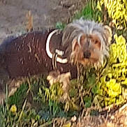 Guizmo participe au concours pour gagner de l'argent avec cette photo : dog, small_dog, brown_jacket, grass, plants, outdoor, pet, animal, furry, nature, ground, leafy, canine, garden, walking, grass_patch, greenery, blurred, daylight, outdoors