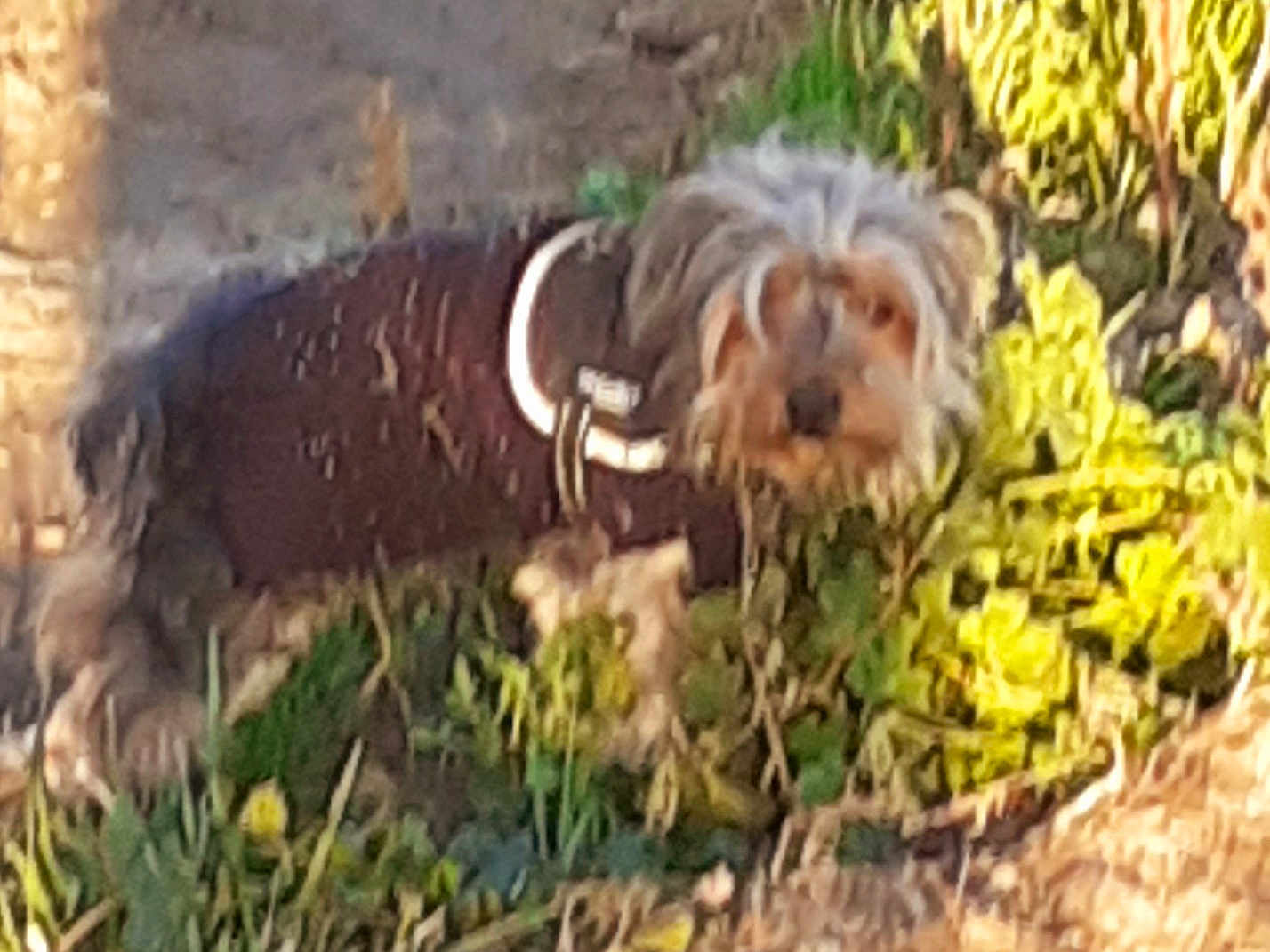 Guizmo participe au concours pour gagner de l'argent avec cette photo : dog, small_dog, brown_jacket, grass, plants, outdoor, pet, animal, furry, nature, ground, leafy, canine, garden, walking, grass_patch, greenery, blurred, daylight, outdoors