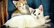 Snowflake joined the competition — help win amazing prizes! cat, kitten, orange_and_white_cat, white_cat, feline, pet, animal, chair, blue_chair, indoor, cute, relaxed, resting, fur, whiskers, paw, tail, domestic_animal, two_cats, companion