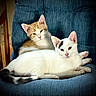 cat, kitten, orange_and_white_cat, white_cat, feline, pet, animal, chair, blue_chair, indoor, cute, relaxed, resting, fur, whiskers, paw, tail, domestic_animal, two_cats, companion