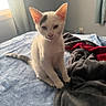 Snowflake joined the competition — help win amazing prizes! kitten, cat, white_cat, black_spot, bed, blanket, indoor, window_light, soft_texture, curious, pet, animal, feline, young_cat, fur, ears, tail, resting, cozy, domestic