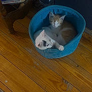 Snowflake is registered to the contest to win money with this photo: cat, kitten, pets, feline, animal, basket, blue_basket, wooden_floor, cozy, snuggling, white_cat, orange_cat, indoor, resting, cute, fur, relaxing, home, companion, sleeping_spot