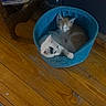 cat, kitten, pets, feline, animal, basket, blue_basket, wooden_floor, cozy, snuggling, white_cat, orange_cat, indoor, resting, cute, fur, relaxing, home, companion, sleeping_spot