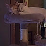 Snowflake joined the competition — help win amazing prizes! cat, cats, sleeping, cozy, cat_tree, pet, feline, indoor, animal, cute, snuggling, resting, soft_toy, dim_light, friendship, fur, whiskers, ears, paws, relaxation