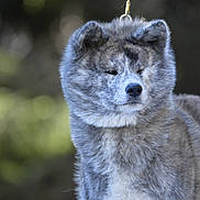 Shimanami participe au concours pour gagner de l'argent avec cette photo : dog, animal, pet, fur, leash, outdoor, canine, portrait, mammal, fluffy, grey, white, ears, snout, nature, blurred_background, calm, standing, closeup, domestic_animal