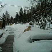 Balou a rejoint le concours — aidez-le/la à gagner de superbes lots !