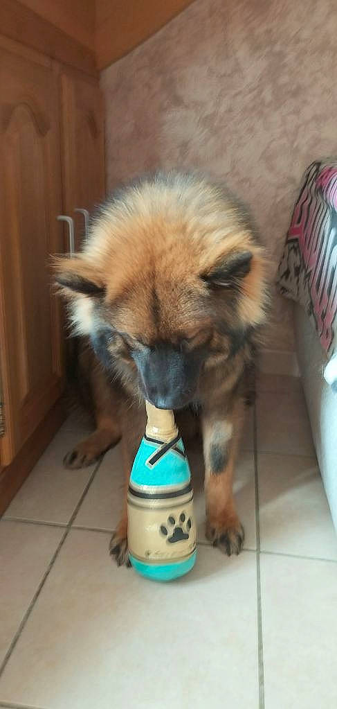 Tao a rejoint le concours — aidez-le/la à gagner de superbes lots ! canidae, carnivore, companion_dog, dog, dog_breed, dog_supply, fawn, flooring, fur, german_spitz_klein, hardwood, kitchen_appliance, non_sporting_group, pet_food, snout, sporting_group, terrestrial_animal, toy_dog, working_animal