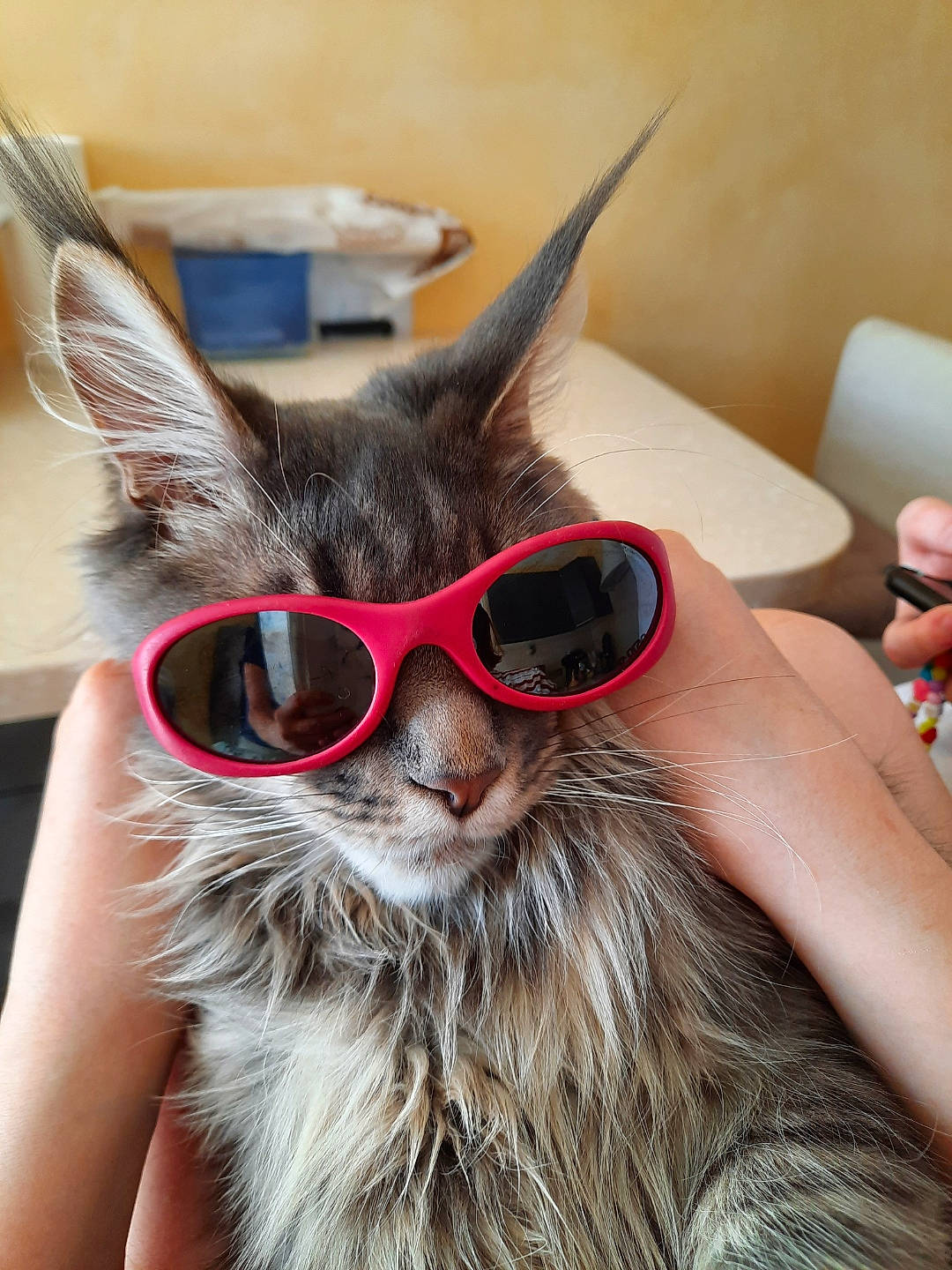 Siby a rejoint le concours — aidez-le/la à gagner de superbes lots ! beard, cap, cat, close_up, costume_hat, ear, eyewear, facial_hair, fashion_accessory, felidae, fur, glasses, hair, moustache, personal_protective_equipment, small_to_medium_sized_cats, snout, sunglasses, vision_care, whiskers