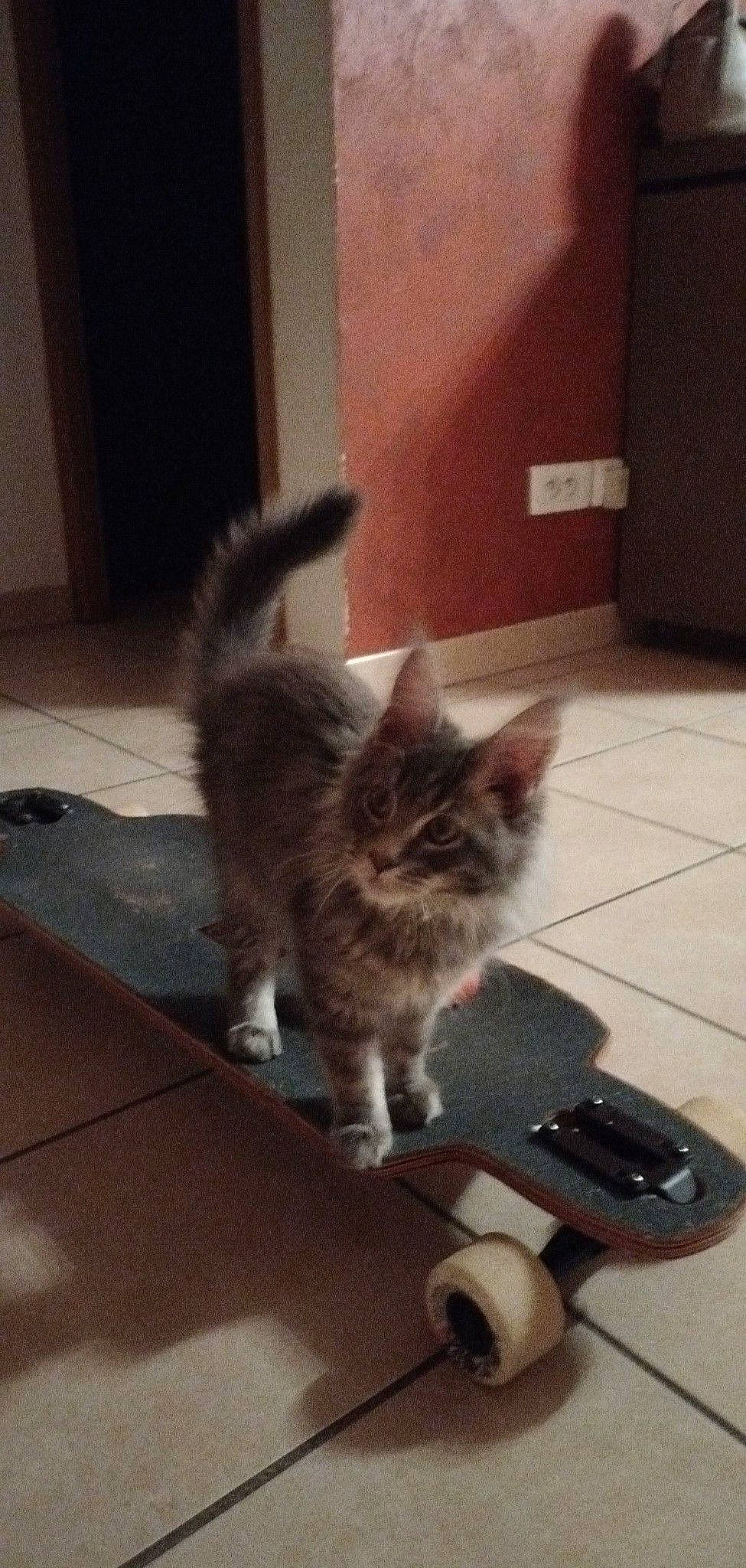 Siby a rejoint le concours — aidez-le/la à gagner de superbes lots ! carnivore, cat, eye, fawn, felidae, floor, flooring, fur, grey, hardwood, human_leg, mammal, paw, road_surface, small_to_medium_sized_cats, snout, tail, vertebrate, whiskers, wood