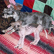 Abbeyroad is registered to the contest to win money with this photo: animal, blanket, companion, couch, cozy, cute, dog, fur, furniture, grey_dog, home, indoor, lying_down, pet, quilt, relaxation, resting, spotted_dog, striped_blanket, two_dogs