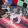 animal, blanket, companion, couch, cozy, cute, dog, fur, furniture, grey_dog, home, indoor, lying_down, pet, quilt, relaxation, resting, spotted_dog, striped_blanket, two_dogs