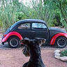 dog, car, vintage_car, volkswagen, beetle, outdoor, desert, plants, trees, gravel, dirt, rocks, greenery, pet, animal, vehicle, nature, parked_car, curious, back_view