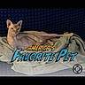 animal, blanket, blue_background, cat, cozy, cute, domestic_animal, feline, furless, hairless_cat, indoor, lying_down, mammal, pet, portrait, relaxed, resting, soft_texture, sphynx_cat, text_overlay