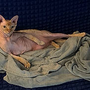 Socka joined the competition — help win amazing prizes! cat, sphynx_cat, hairless, pet, animal, indoor, blanket, couch, furniture, relaxed, posing, skin, ears, eyes, paw, texture, cozy, soft, resting, curious