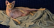 Socka joined the competition — help win amazing prizes! animal, blanket, cat, couch, cozy, curious, ears, eyes, furniture, hairless, indoor, paw, pet, posing, relaxed, resting, skin, soft, sphynx_cat, texture