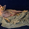 cat, sphynx_cat, hairless, pet, animal, indoor, blanket, couch, furniture, relaxed, posing, skin, ears, eyes, paw, texture, cozy, soft, resting, curious