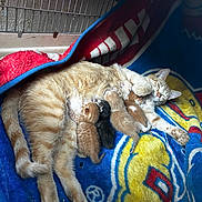 Socka is registered to the contest to win money with this photo: animal, blanket, cage, cat, comfort, cute, domestic, family, feline, fur, kitten, mammal, mother_cat, nursing, pet, resting, sleeping, striped, warm, young