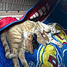 animal, blanket, cage, cat, comfort, cute, domestic, family, feline, fur, kitten, mammal, mother_cat, nursing, pet, resting, sleeping, striped, warm, young