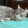 Ashley is registered to the contest to win money with this photo: animal, blanket, cat, closeup, cute, domestic_animal, ears, feline, fur, gray_tabby, green_eyes, home, indoor, paw, pet, portrait, relaxed, resting, turquoise, whiskers