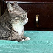 Ashley is registered to the contest to win money with this photo: animal, bedroom, blanket, calm, cat, cozy, domestic_cat, ears, feline, furniture, grey_cat, indoor, pet, quiet, resting, side_view, teal_blanket, whiskers, white_paws, wooden_dresser