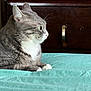 animal, bedroom, blanket, calm, cat, cozy, domestic_cat, ears, feline, furniture, grey_cat, indoor, pet, quiet, resting, side_view, teal_blanket, whiskers, white_paws, wooden_dresser