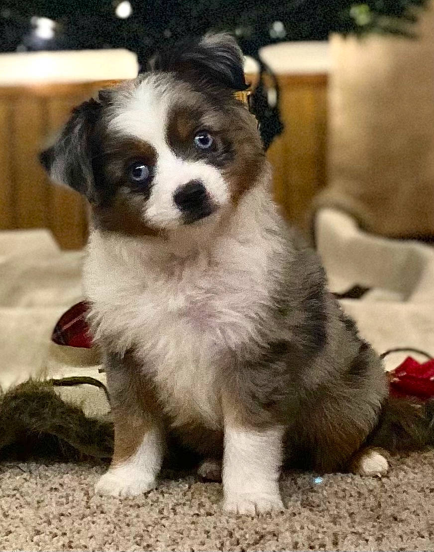 Phoenix is registered to the contest to win money with this photo: canidae, carnivore, companion_dog, dog, dog_breed, dog_supply, fur, mammal, miniature_australian_shepherd, pet_supply, puppy, small_terrier, snout, sporting_group, toy_dog, whiskers, working_animal, working_dog