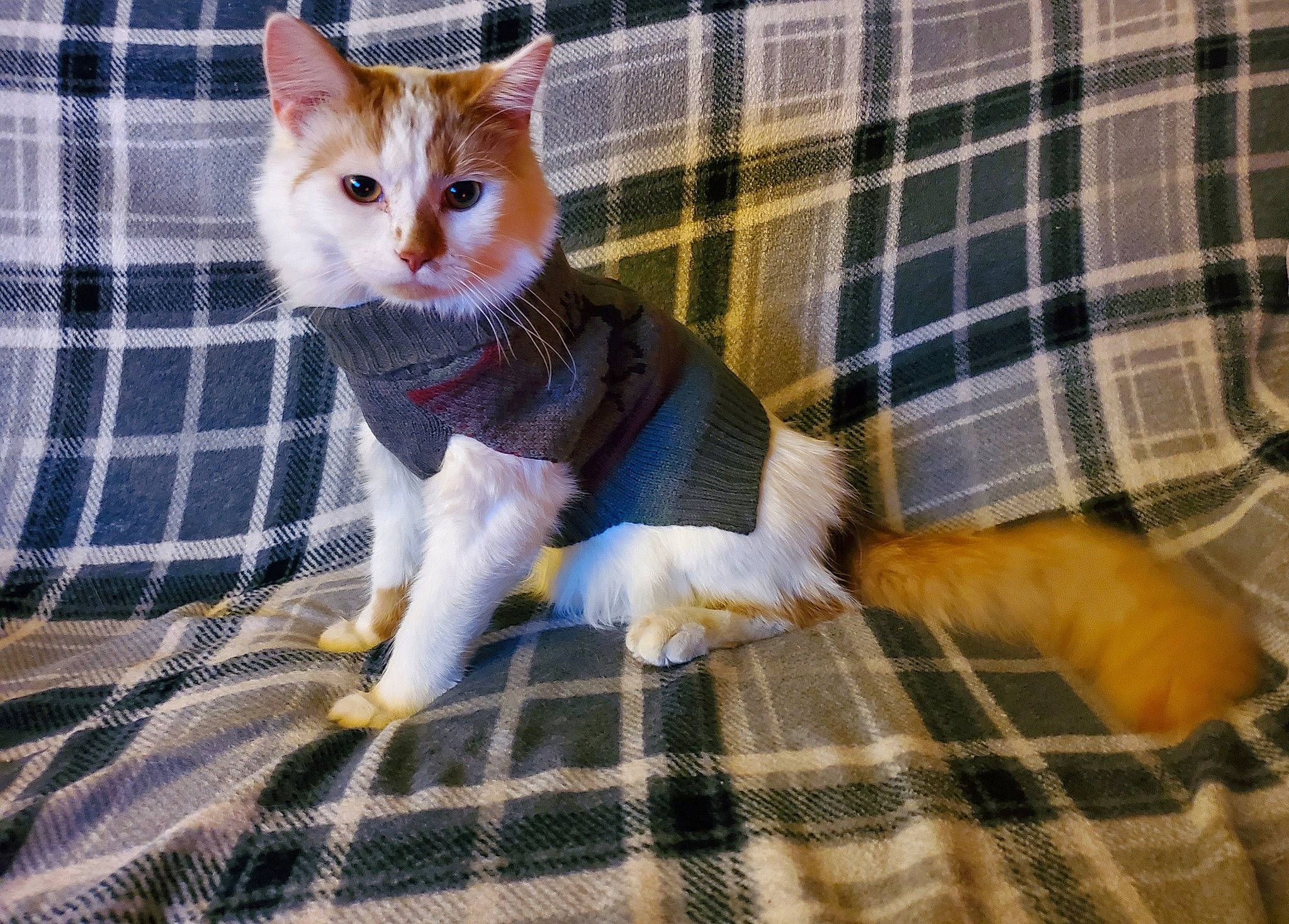 Lucifer Morning Star joined the competition — help win amazing prizes! carnivore, cat, fawn, felidae, fur, kitten, linens, pattern, paw, peach, pet_supply, plaid, small_to_medium_sized_cats, snout, tail, tartan, terrestrial_animal, textile, vertebrate, whiskers