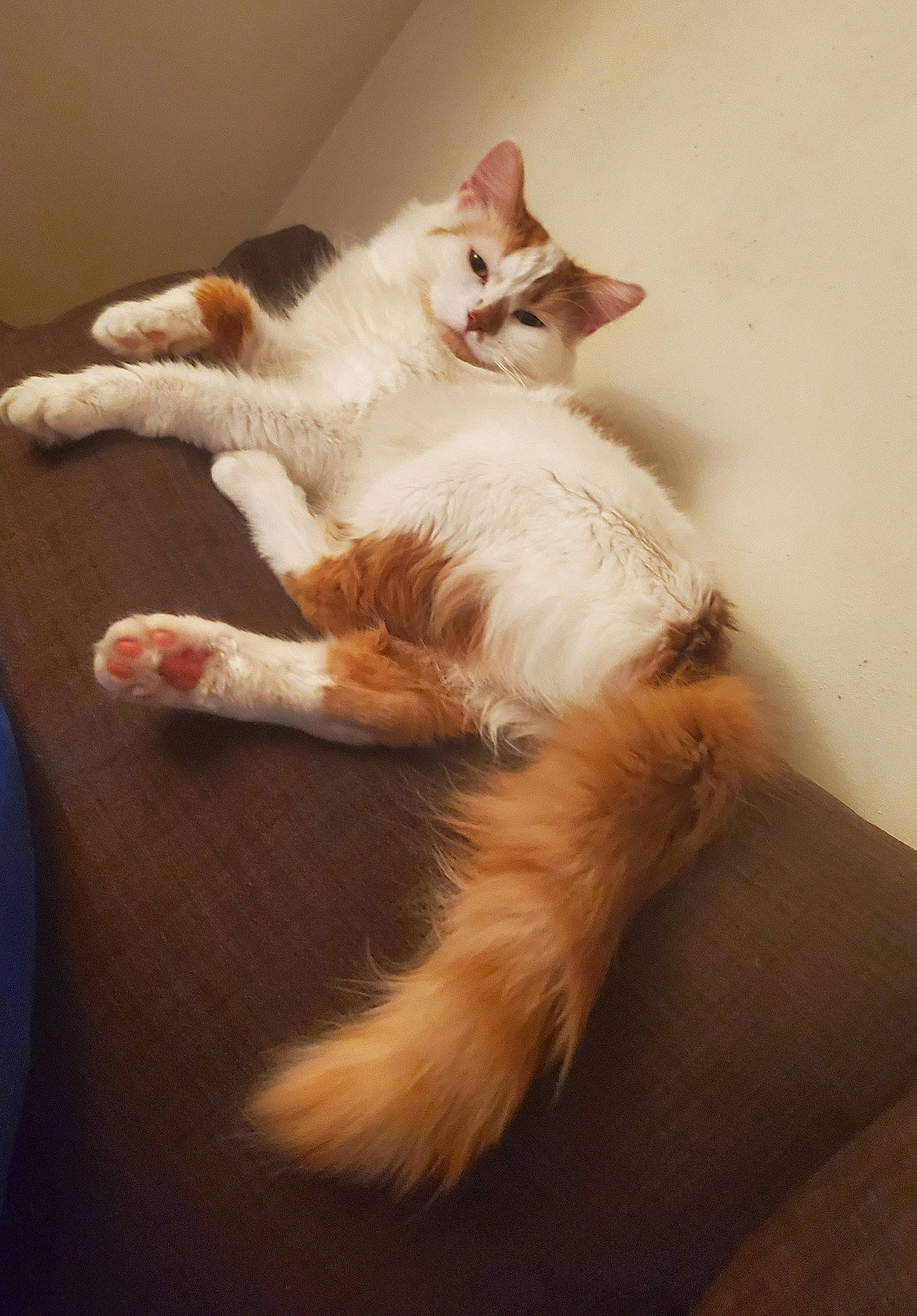 Lucifer Morning Star joined the competition — help win amazing prizes! carnivore, cat, comfort, companion_dog, eye, fawn, felidae, flooring, foot, fur, hardwood, human_body, lap, leg, paw, small_to_medium_sized_cats, snout, tail, whiskers, wood