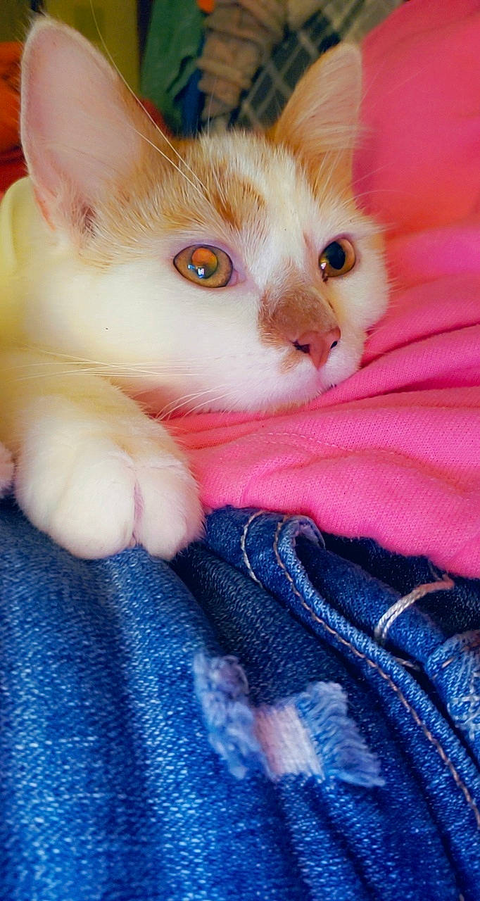 Lucifer Morning Star joined the competition — help win amazing prizes! carnivore, cat, claw, comfort, domestic_short_haired_cat, fawn, felidae, fur, iris, kitten, nail, paw, peach, pink, skin, small_to_medium_sized_cats, snout, vertebrate, whiskers