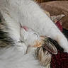 Kallie joined the competition — help win amazing prizes! cat, sleeping, paw, fur, closeup, cozy, blanket, resting, animal, pet, whiskers, ears, soft, comfort, indoor, cute, relaxed, feline, nap, warm