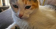 Kallie joined the competition — help win amazing prizes! cat, calico, pet, animal, feline, close_up, indoor, blanket, resting, fur, whiskers, ears, nose, eyes, soft_light, window, curtains, relaxed, home, cozy