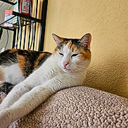 Kallie joined the competition — help win amazing prizes! cat, calico_cat, pet, feline, indoor, resting, cozy, blanket, texture, yellow_wall, shelf, household_items, fur, whiskers, relaxed, closeup, domestic_animal, cute, sleepy, animal