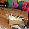 Kallie is registered to the contest to win money with this photo: cat, calico_cat, cardboard_box, floor, wooden_floor, play_tunnel, colorful, torn_paper, wrapping_paper, indoor, pet, sleepy, resting, cozy, feline, home, rug, cabinet, toy, relaxed