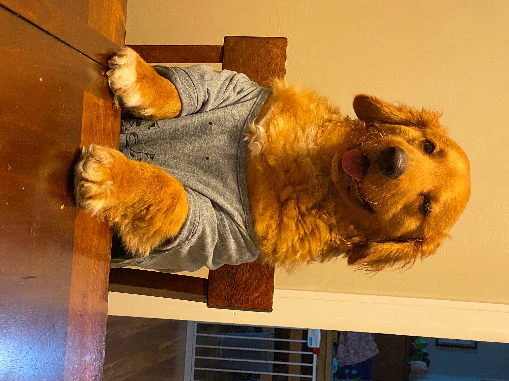 Buddy is registered to the contest to win money with this photo: art, artifact, bear, brown_bear, canidae, carnivore, companion_dog, dog_breed, fawn, felidae, fur, fur_clothing, kodiak_bear, mammal, natural_material, sporting_group, stuffed_toy, toy, vertebrate, wood