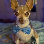 Jojo is registered to the contest to win money with this photo: animal, attention, blanket, bow_tie, brown_and_white, close_up, companion, cozy, cute, dog, domestic_animal, ears, friendly, furry, indoor, indoor_lighting, pet, portrait, sitting, small_dog