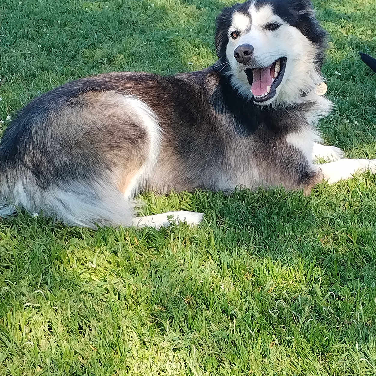 Push a rejoint le concours — aidez-le/la à gagner de superbes lots ! animal, ball, canine, dog, field, football, grass, grassland, green, husky, lawn, nature, outdoors, park, pet, plant, puppy, soccer, soccerball, sport