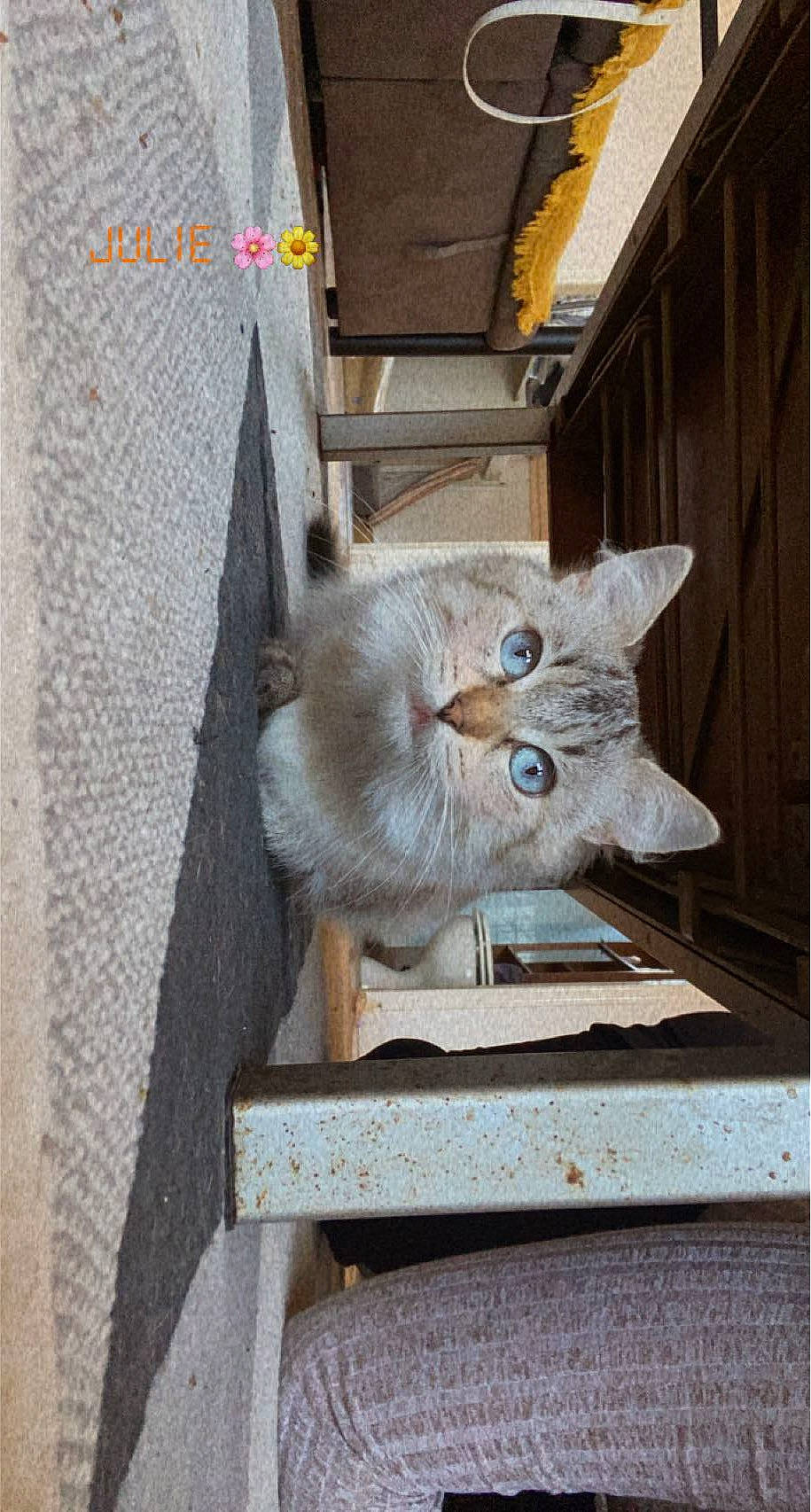 Balloo participe au concours pour gagner de l'argent avec cette photo : carnivore, cat, chair, domestic_short_haired_cat, fawn, felidae, fur, grey, house, small_to_medium_sized_cats, snout, tail, whiskers, window, wood